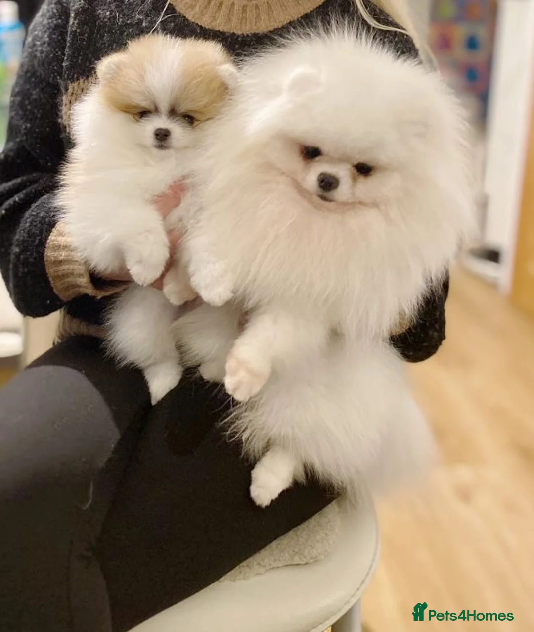 Pomeranian dogs for stud: KC well proven 1,9kg  stud in Surrey !  in Camberley - Advert 9