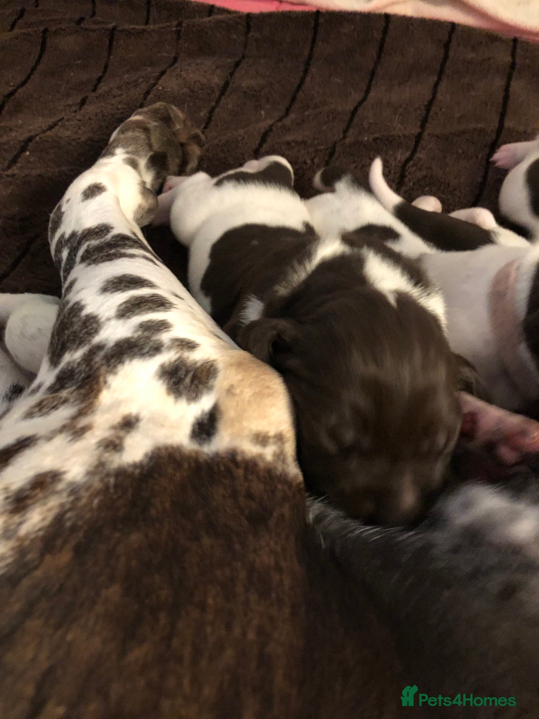 German Shorthaired Pointer dogs for sale: ALL RESERVED  - Advert 18