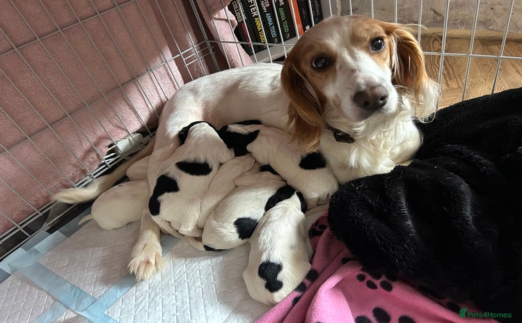 Sprocker dogs - Advert 3