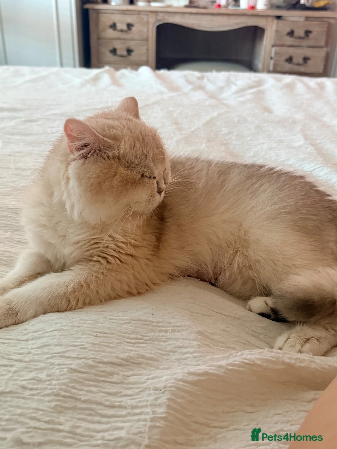 British Shorthair cats for sale: Lilac golden boy TICA reg  - Advert 2