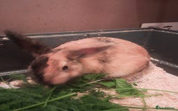 Mixed Breed rabbits for sale: Free to loving forever homes  - Image 16
