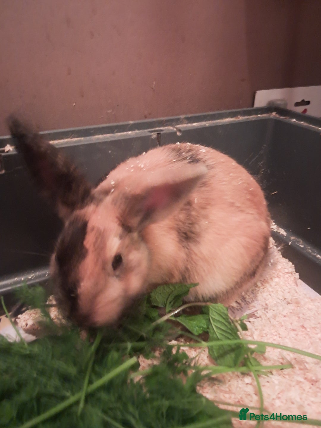 Mixed Breed rabbits for sale: Free to loving forever homes  - Image 16