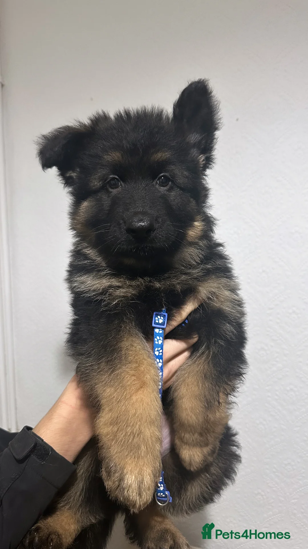 German Shepherd dogs for sale: WAITING LIST 2026 BIG BONDED, LONG HAIRED PUPPYS  - Advert 28