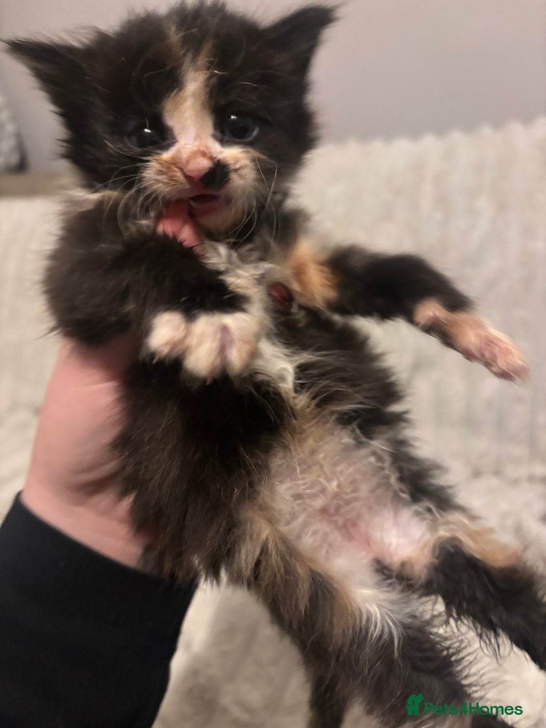 Turkish Angora cats for sale: Friendly, Cute & Cuddly Kittens – Ready 10/12  - Advert 6