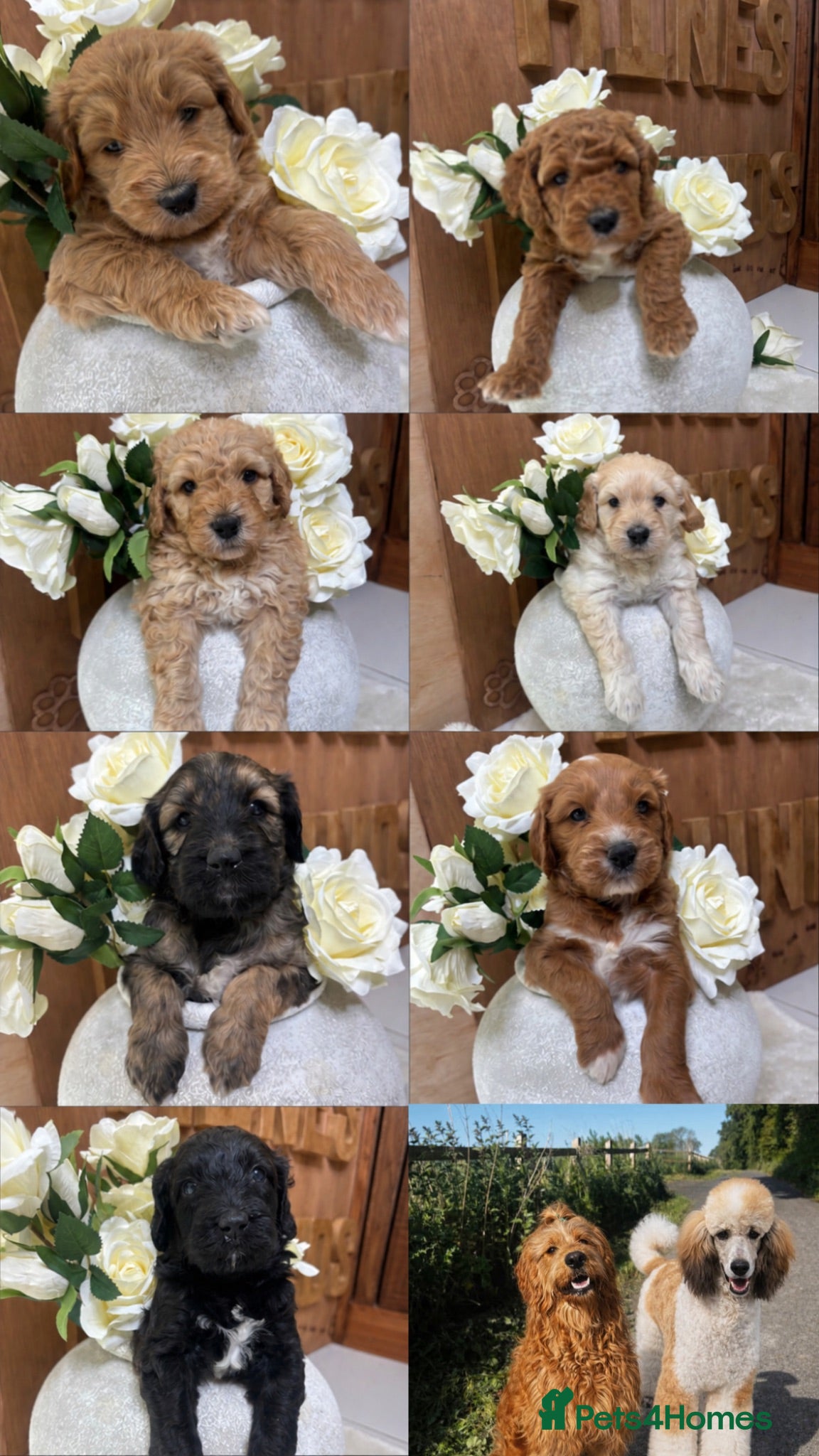 Goldendoodle dogs Beautiful f2b Golden doodles for sale  - Advert 1