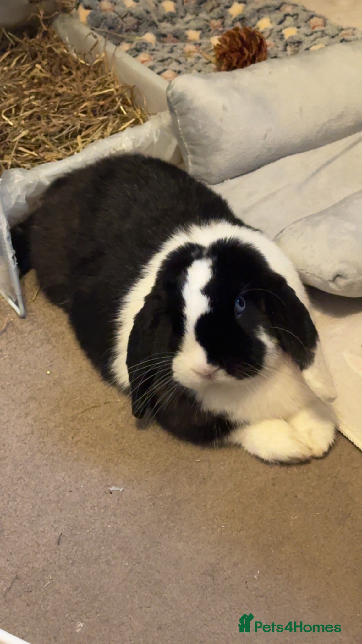 Mini Lop rabbits Cow boy (mini lop) - Advert 1