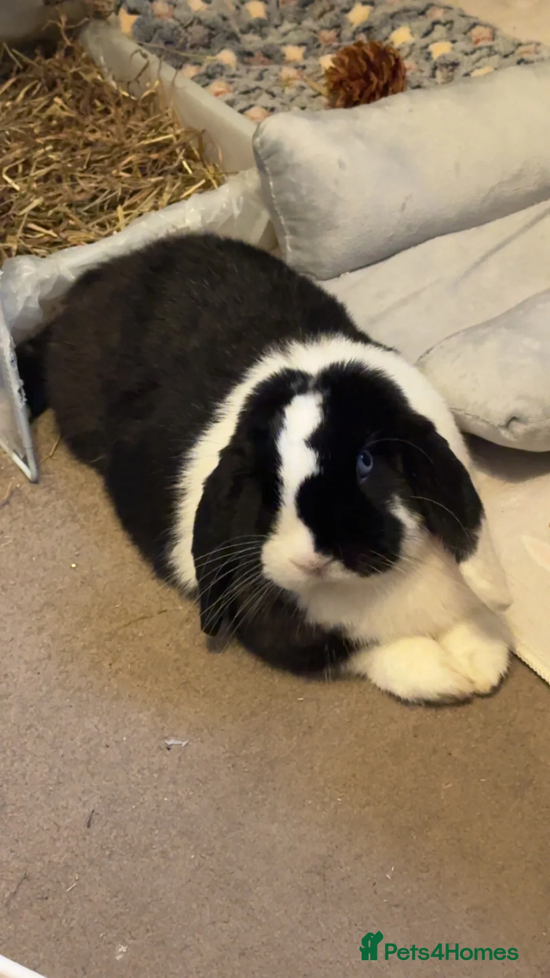 Mini Lop rabbits for sale: Cow boy (mini lop) in Aldershot - Advert 1