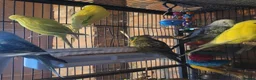 Budgerigars birds for sale: Baby Budgies (no offers) - Advert 4