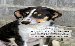Mixed Breed dogs for adoption: Scout, 1-2 yrs old. Available for adoption  - Image 2