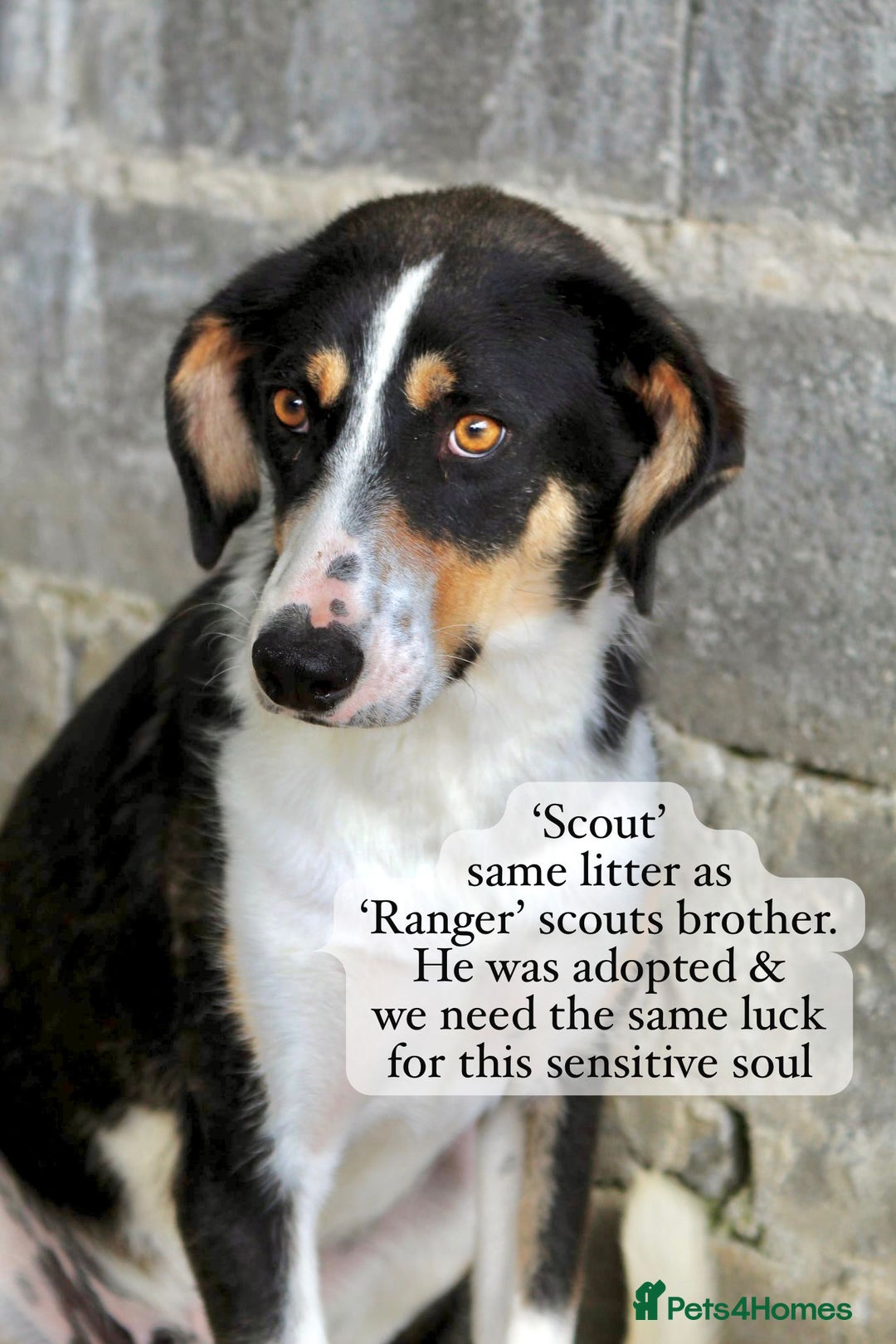 Mixed Breed dogs for adoption: Scout, 1-2 yrs old. Available for adoption  - Image 2