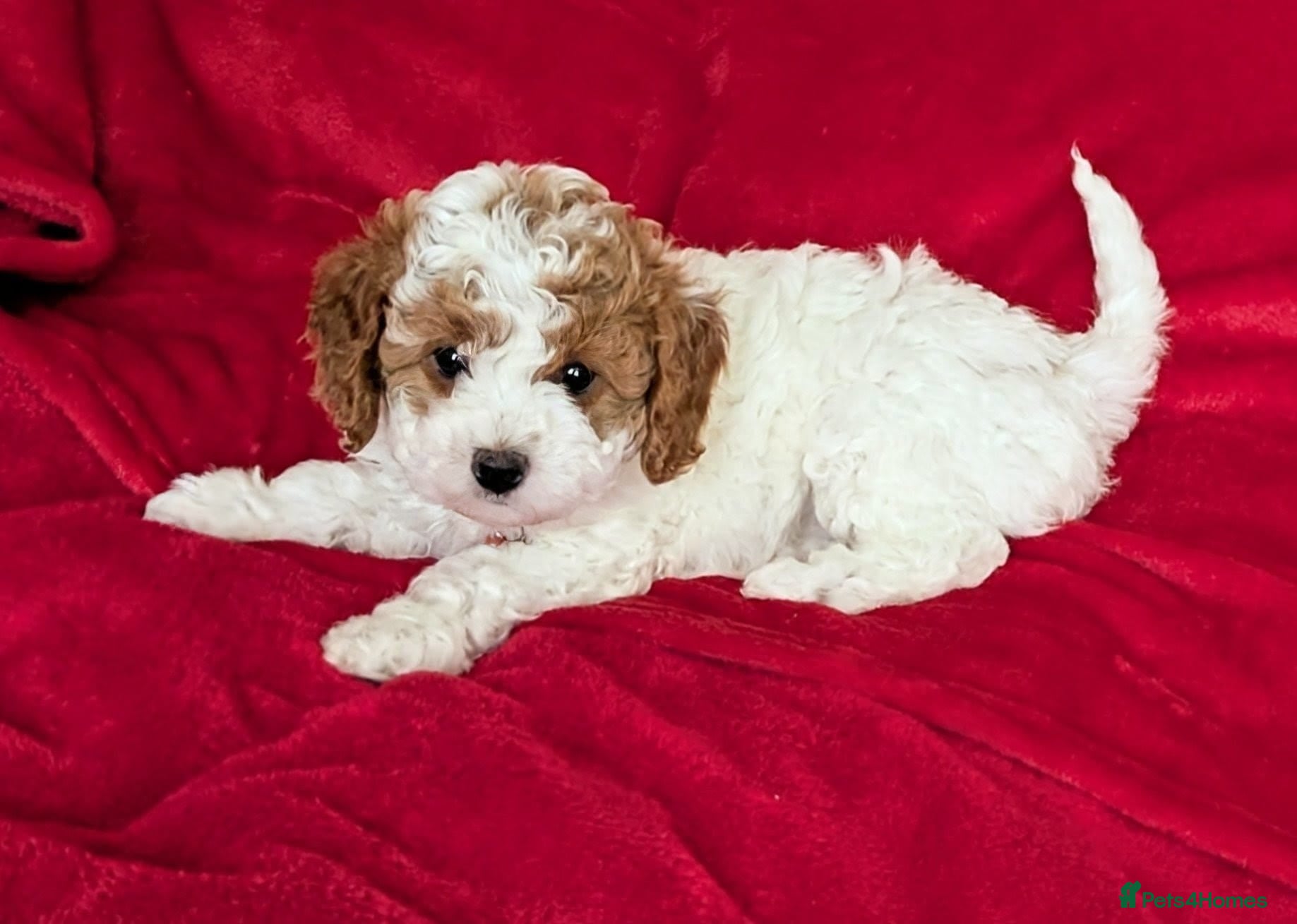 Cavapoo dogs Adorable Puppies, price open to negotiation - Advert 2