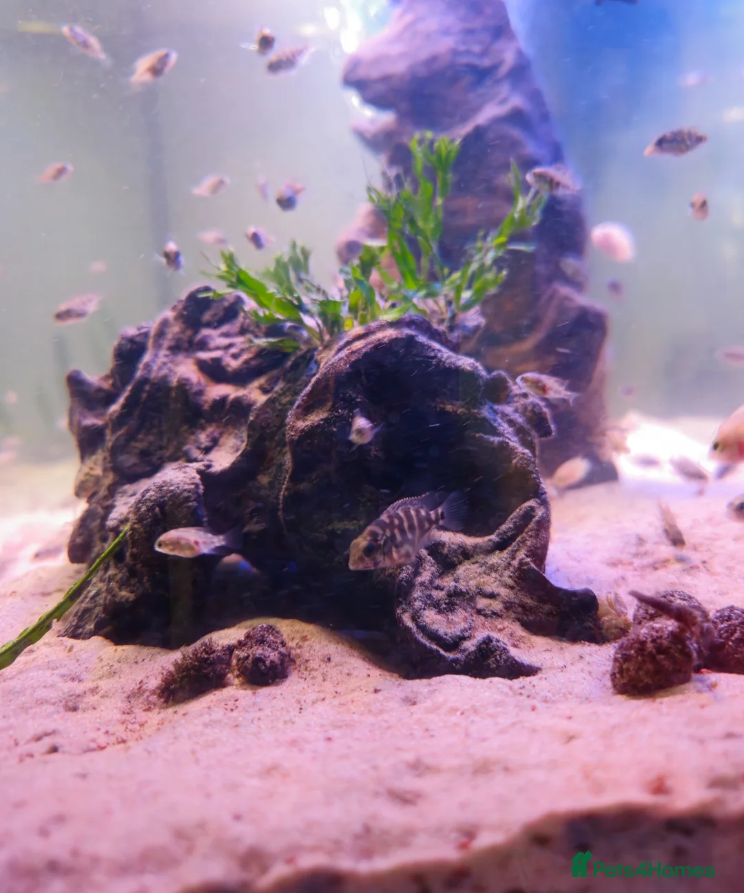 Cichlids fish for sale: True Parrot Cichlid (Hoplarchus Psittacus) - Advert 5