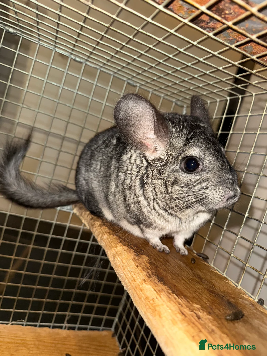 Chinchilla rodents for sale: Two beautiful females chinchillas for sale in Romford - Advert 8