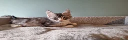 Maine Coon cats for sale: Tica!! Amazing kittens - Advert 13