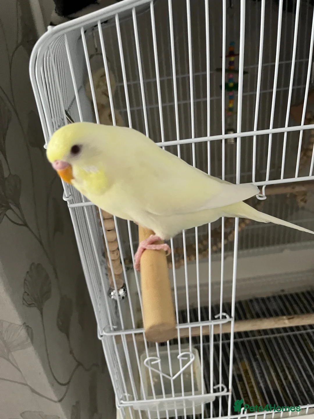 Finches birds for sale: Hand reared tame budgie for sale  in Burton-on-Trent - Advert 1