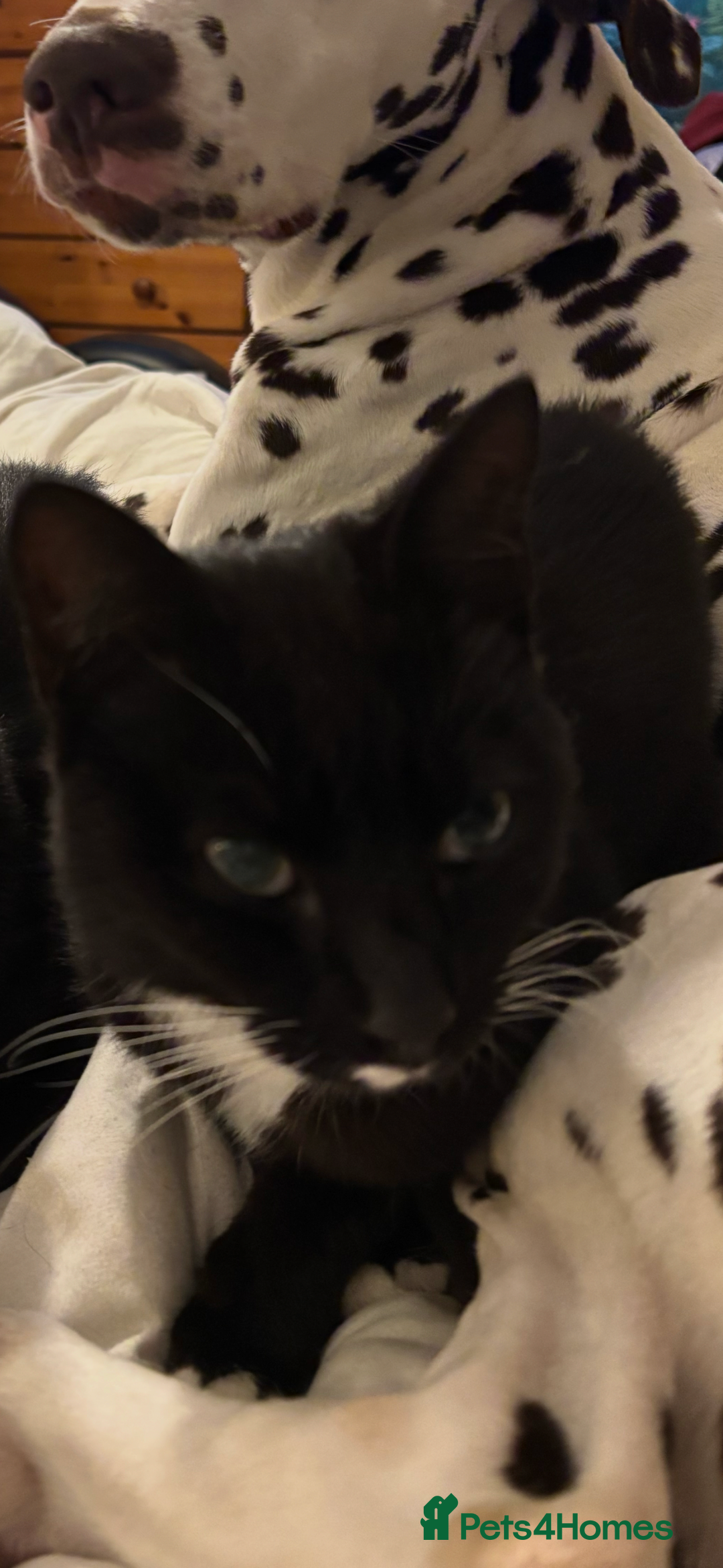 Mixed Breed cats for sale: Sphynx x Tuxedo Tom Cat *FREE+ - Advert 3