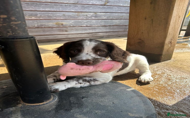 English Springer Spaniel dogs - Advert 2