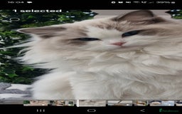 Ragdoll cats for sale: 🎀✨️Waiting list for lovely TICA🐱is open✨️🎀 in Slough - Image 21