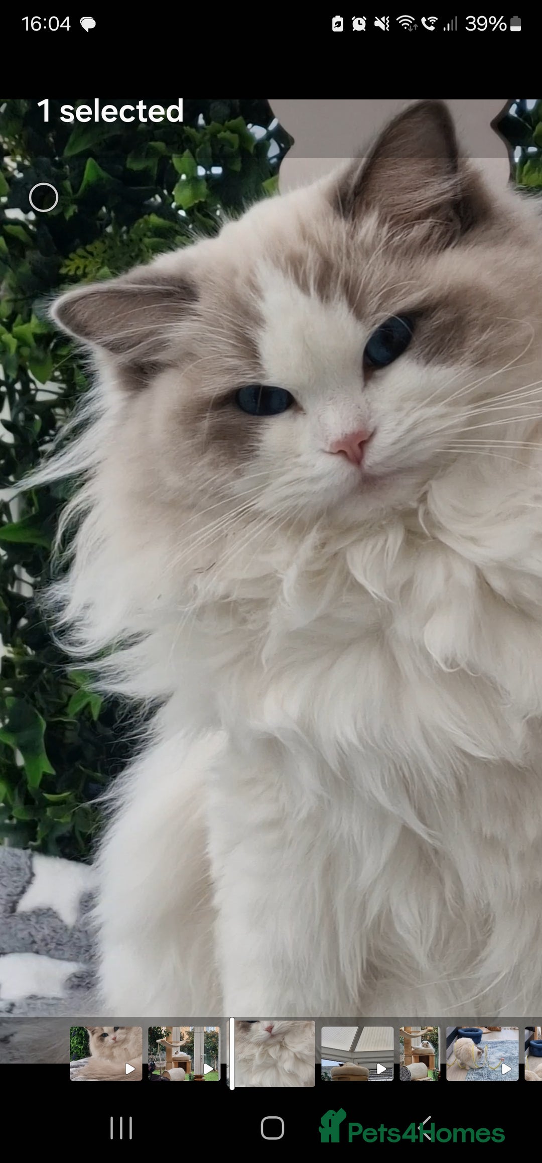 Ragdoll cats for sale: 🎀✨️Waiting list for lovely TICA🐱is open✨️🎀 in Slough - Image 21