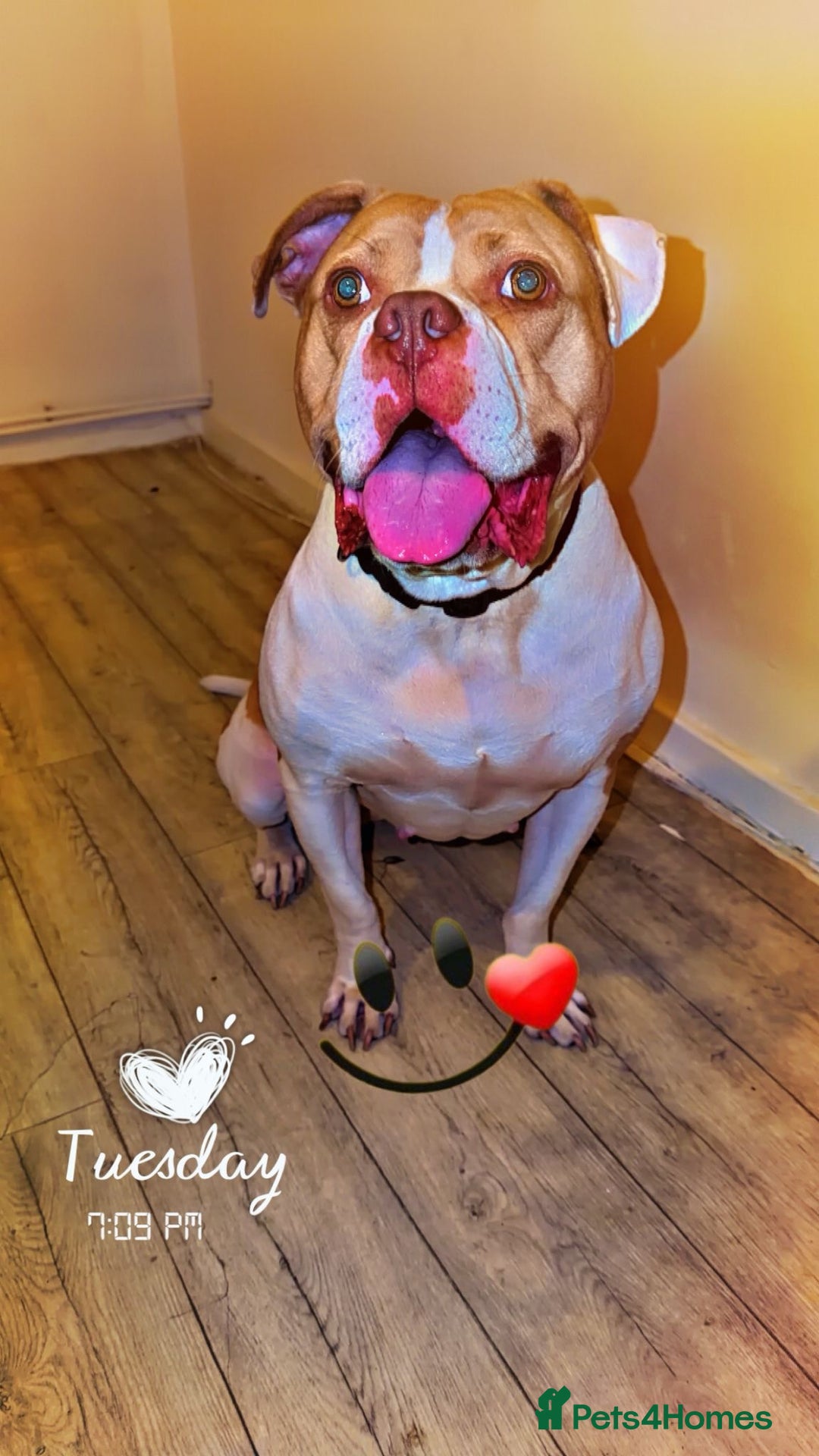 American Bulldog dogs for sale: American Bulldog X - Advert 2