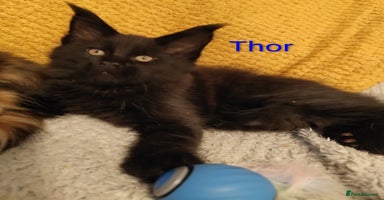 Maine Coon cats - Advert 4