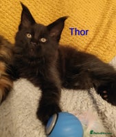 Maine Coon cats - Advert 8