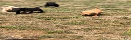 Labrador Retriever dogs for sale: 7 gorgeous kc Labrador puppies - Advert 7