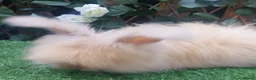 Angora rabbits for sale: Beautiful Angora Ready Now  - Advert 6