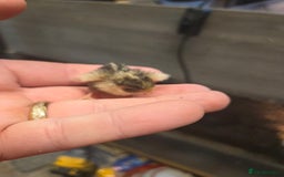 Mixed Breed birds for sale: Painted quails  young chick's  - Advert 3