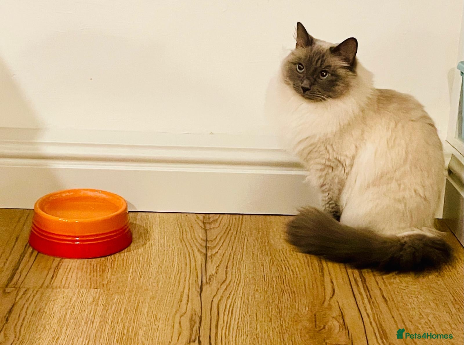 Ragdoll cats Blue Point Male Ragdoll - Bobby in Frodsham - Advert 1