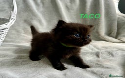 Persian cats for sale: Absolutely Stunning litter of Persian/Ragdolls - Image 9