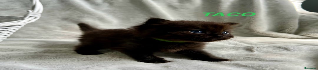 Persian Kitten 1 - Taco