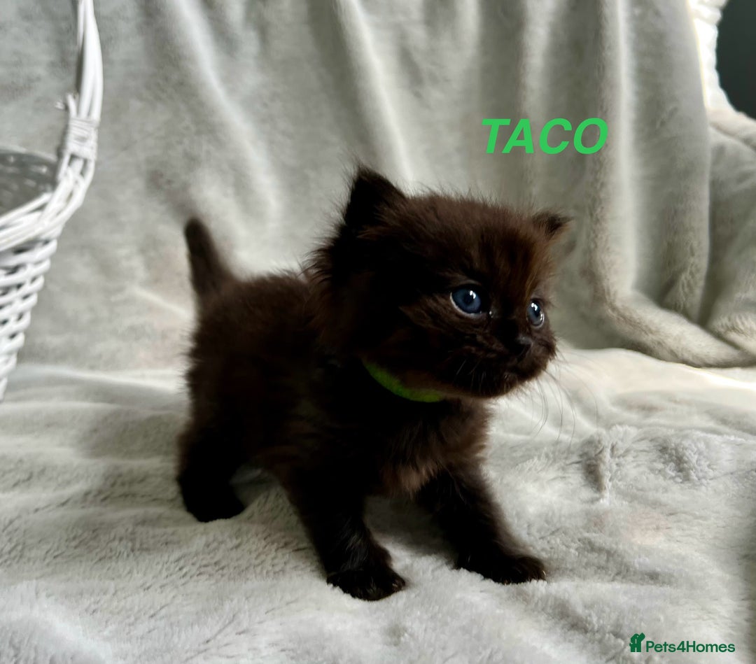 Persian cats for sale: Absolutely Stunning litter of Persian/Ragdolls - Image 9