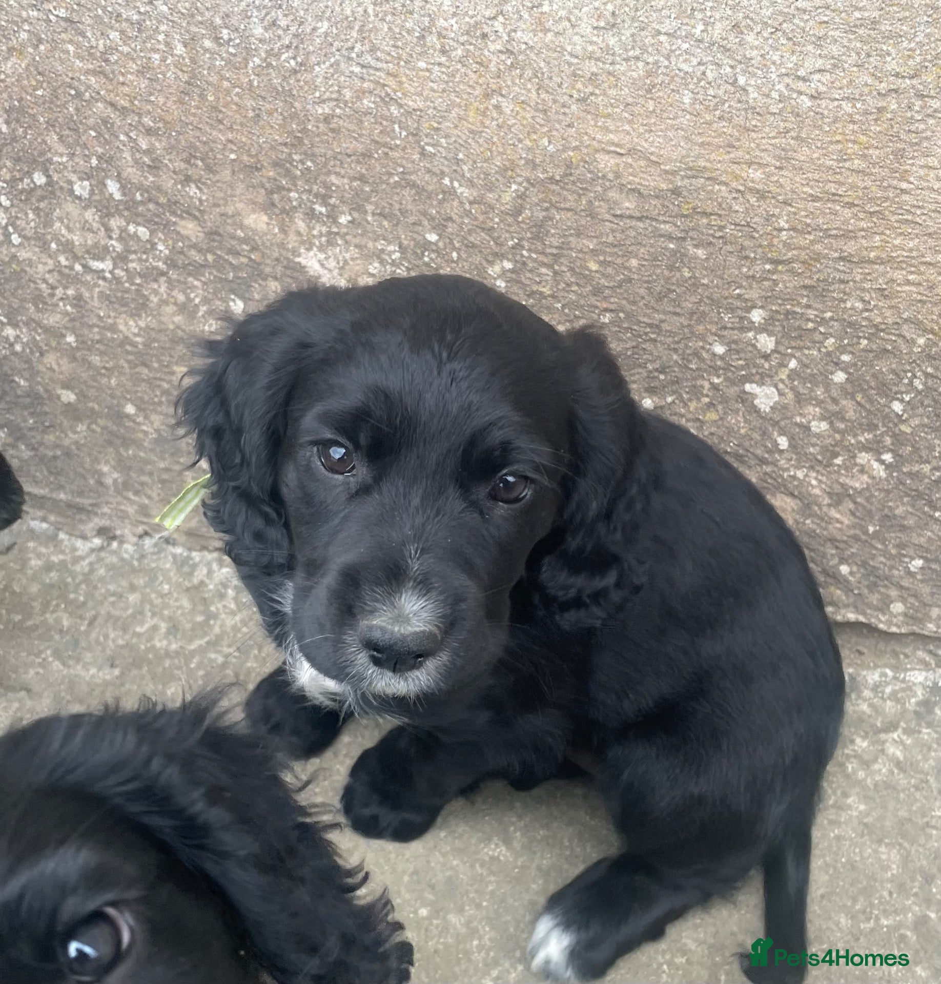 Cocker Spaniel dogs Ready Now! 🤩Cocker spaniels🤩  - Advert 2