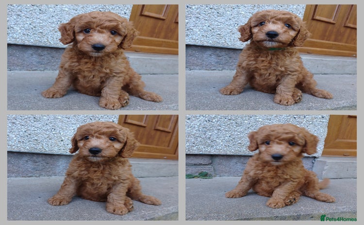 Labradoodle dogs - Advert 2