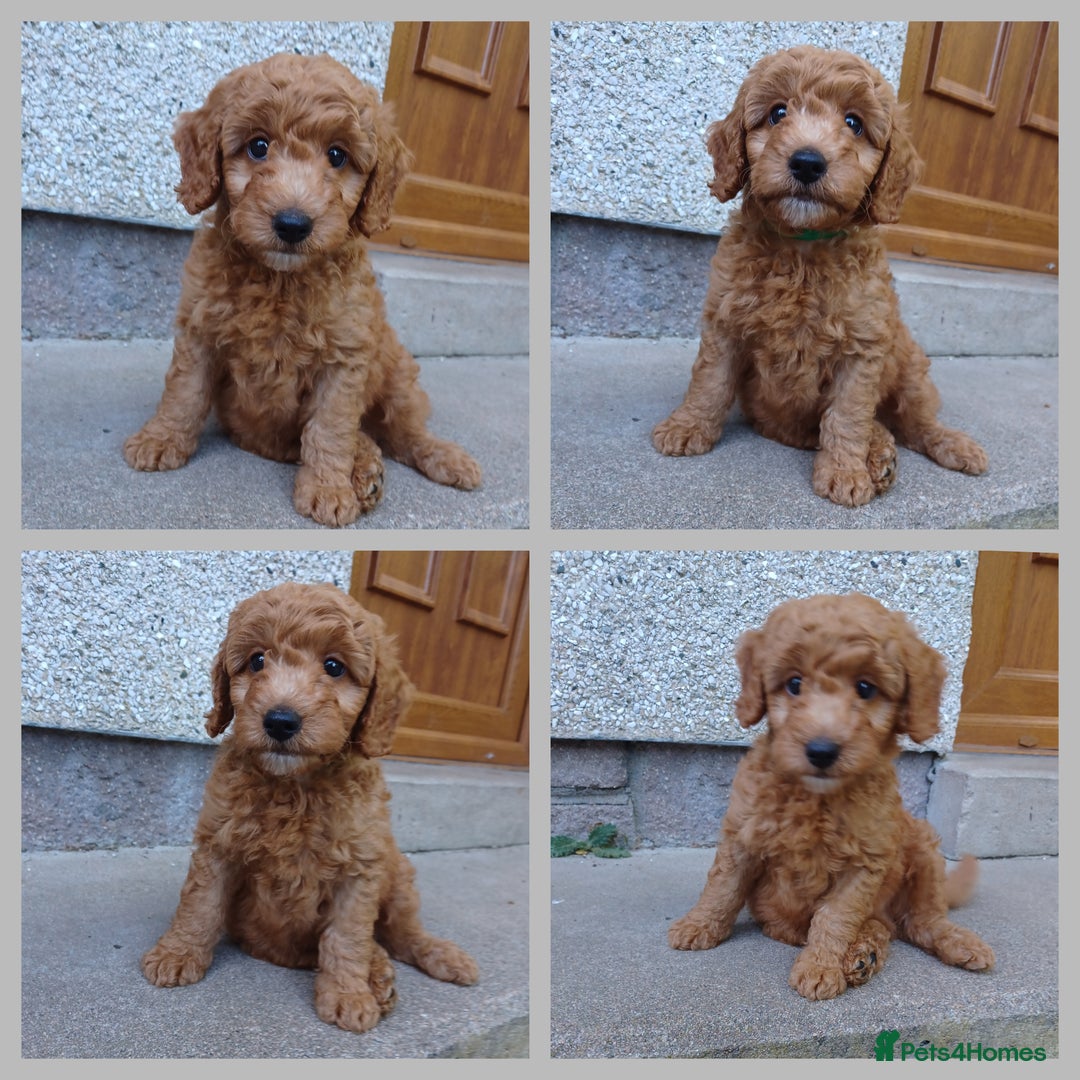 Labradoodle dogs for sale: F3b Miniature labradoodle 1 boy remaining 💚 - Image 1