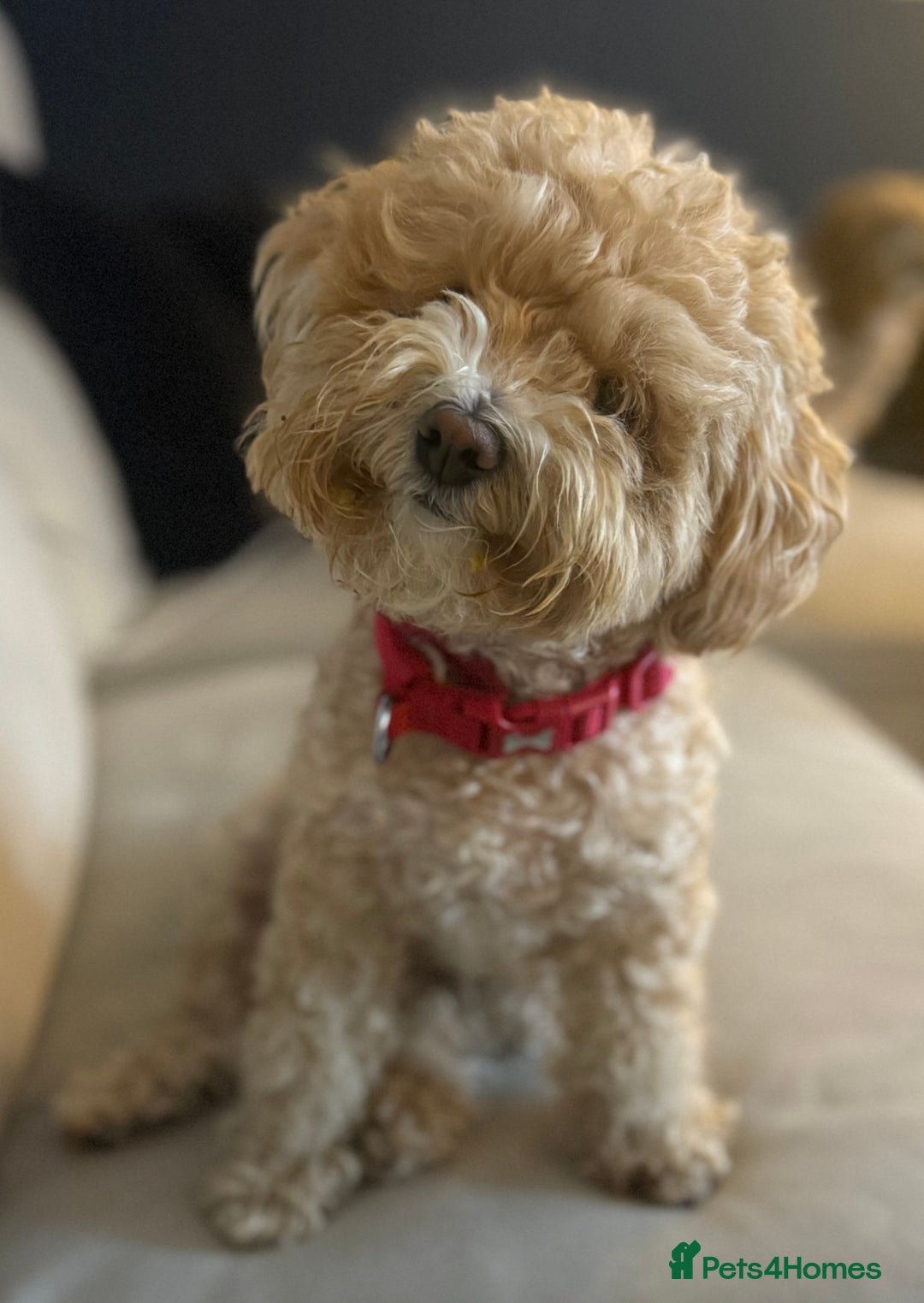 Maltipoo dogs for sale: Rare maltipoo puppies please read description  - Advert 1