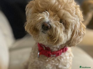 Maltipoo dogs Rare maltipoo puppies please read description - Advert 1