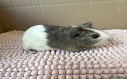 Guinea Pig rodents for sale: Young Guinea pigs  - Image 4