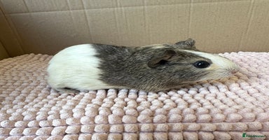 Guinea Pig rodents - Advert 14