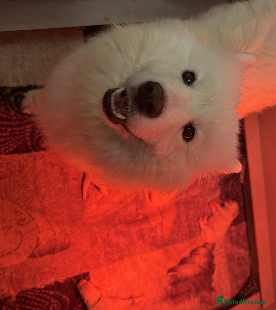 Samoyed dogs for sale: KC reg. Samoyed puppies with champ bloodline  - Advert 22