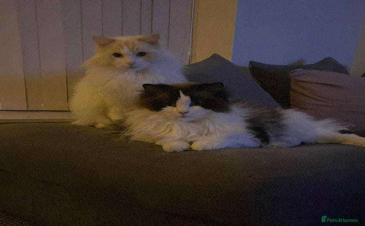 Ragdoll cats - Advert 5