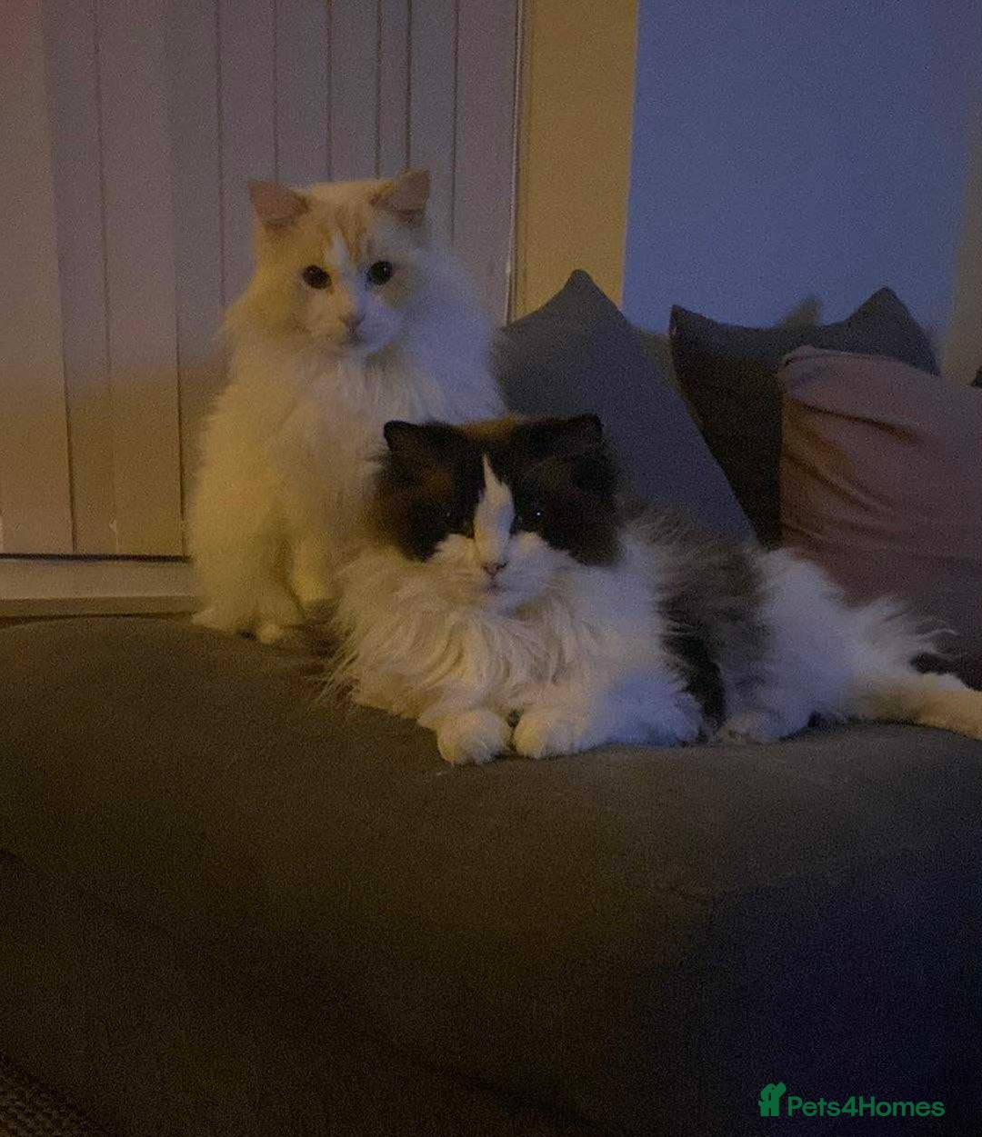 Ragdoll cats for sale: Two Ragdolls for sale. 3 and 2 Beryl & Barry - Image 1