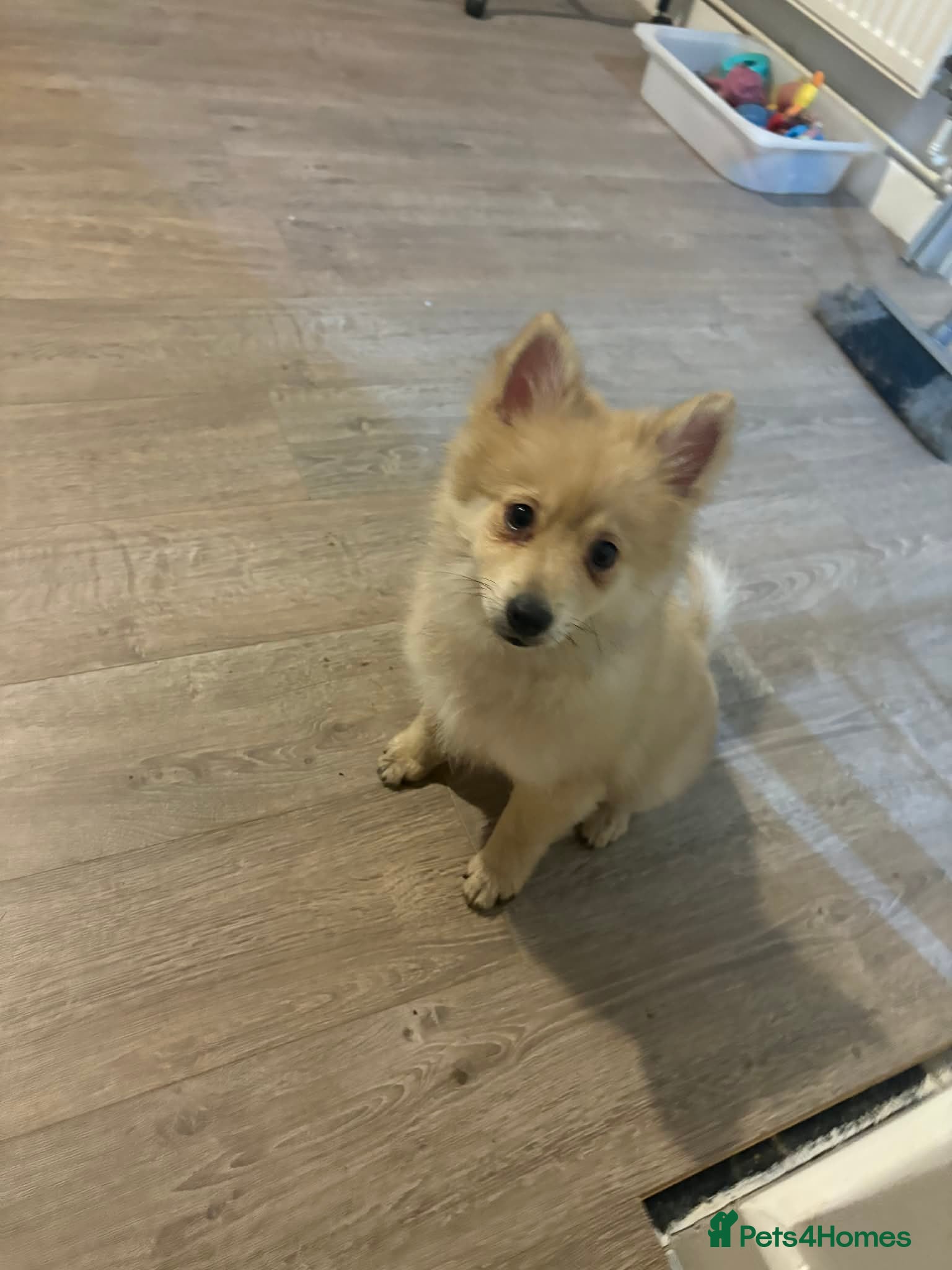 Mixed Breed dogs Pom-Heavy Pomeranian Puppies 5 Boys & 1 Girl - Advert 1