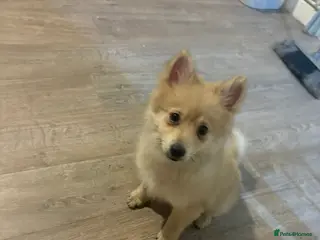 Mixed Breed dogs Pom-Heavy Pomeranian Puppies 5 Boys & 1 Girl - Advert 11