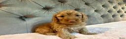 Cockapoo dogs for sale: Adorable Toy Cockapoos (F1b) - Advert 19