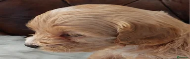 Elsa