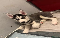 Siberian Husky dogs for sale: Beautiful loving Blue Eyed Siberian Husky’s - Image 39