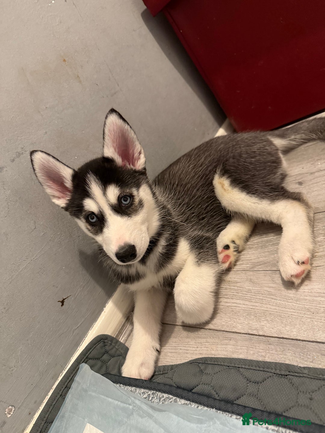Siberian Husky dogs for sale: Beautiful loving Blue Eyed Siberian Husky’s - Image 39