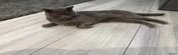British Shorthair cats for sale: britsh short hair - Advert 7